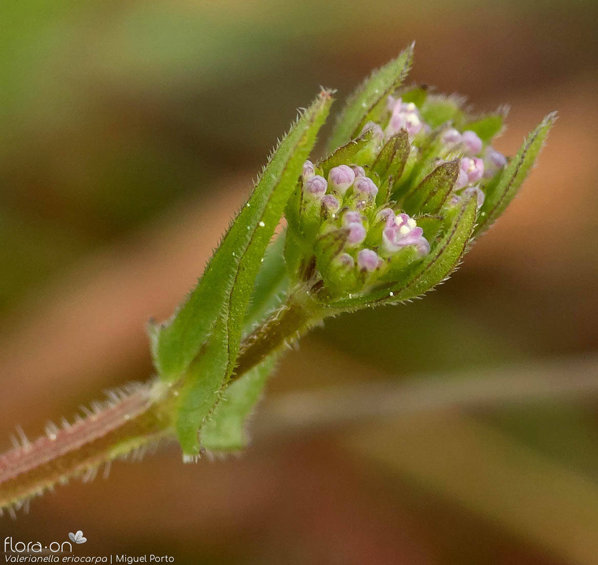 Valerianella eriocarpa - Flor (geral) | Miguel Porto; CC BY-NC 4.0