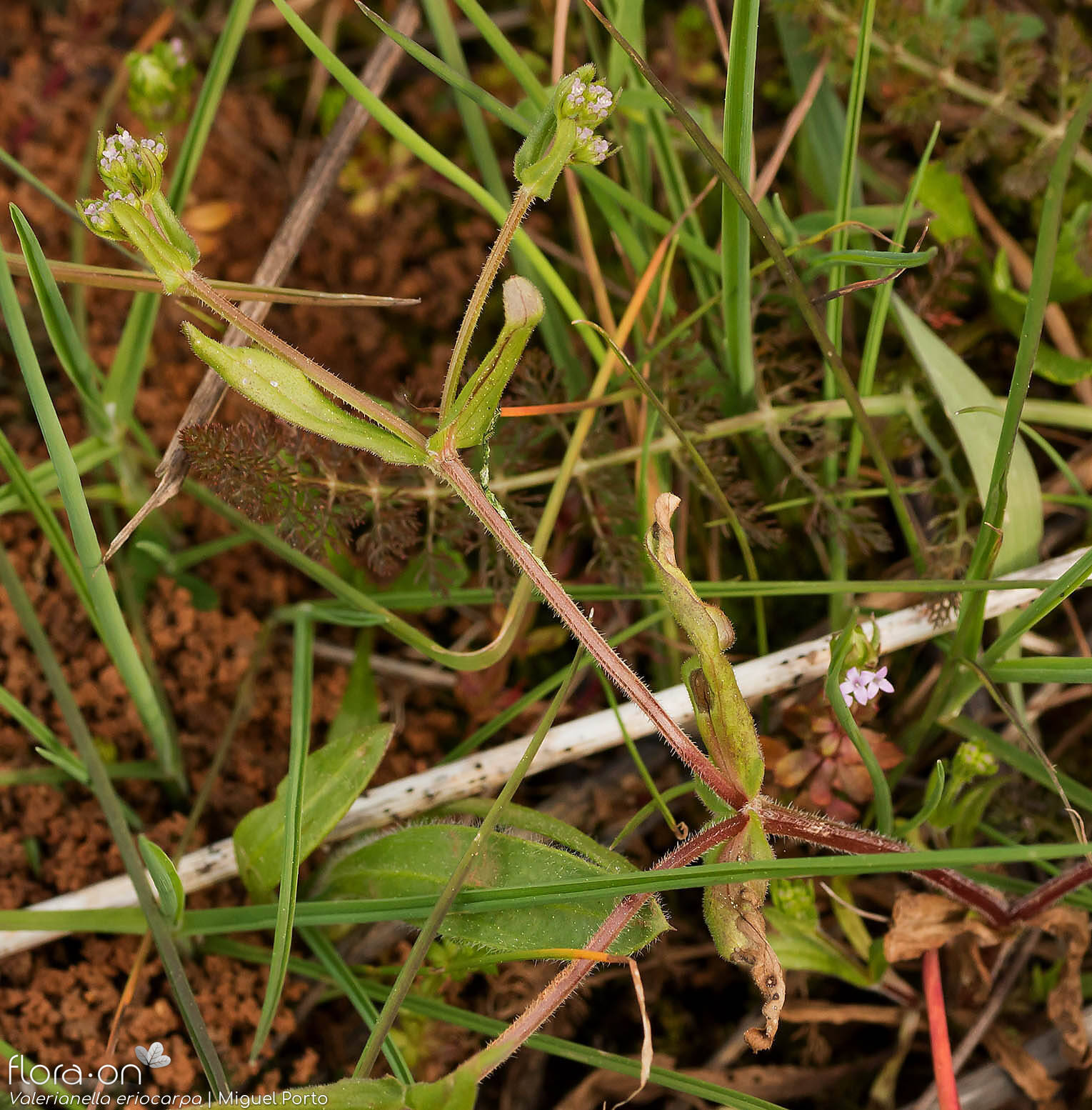 Valerianella eriocarpa - Hábito | Miguel Porto; CC BY-NC 4.0