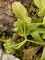 Valerianella locusta