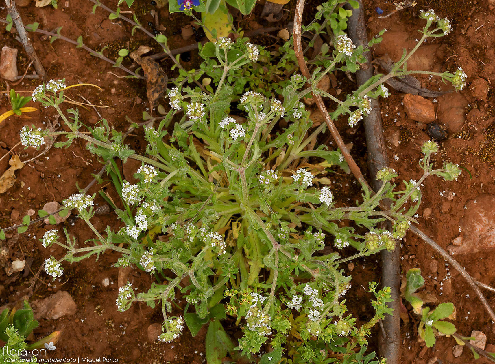 Valerianella multidentata - Hábito | Miguel Porto; CC BY-NC 4.0