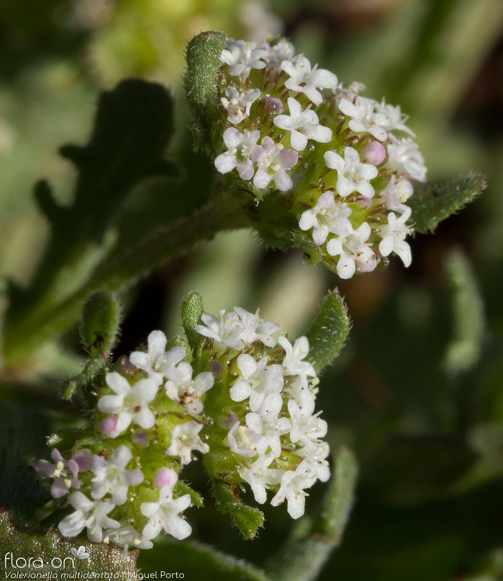 Valerianella multidentata - Flor (close-up) | Miguel Porto; CC BY-NC 4.0