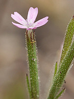 Velezia rigida