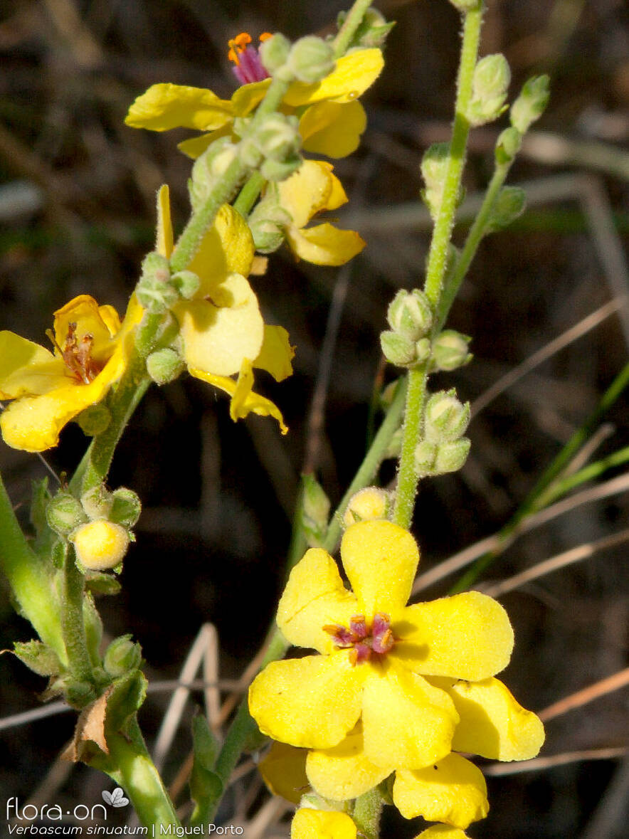 Verbascum sinuatum - Flor (geral) | Miguel Porto; CC BY-NC 4.0
