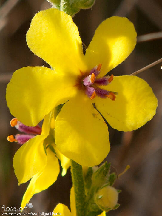 Verbascum sinuatum - Flor (close-up) | Miguel Porto; CC BY-NC 4.0
