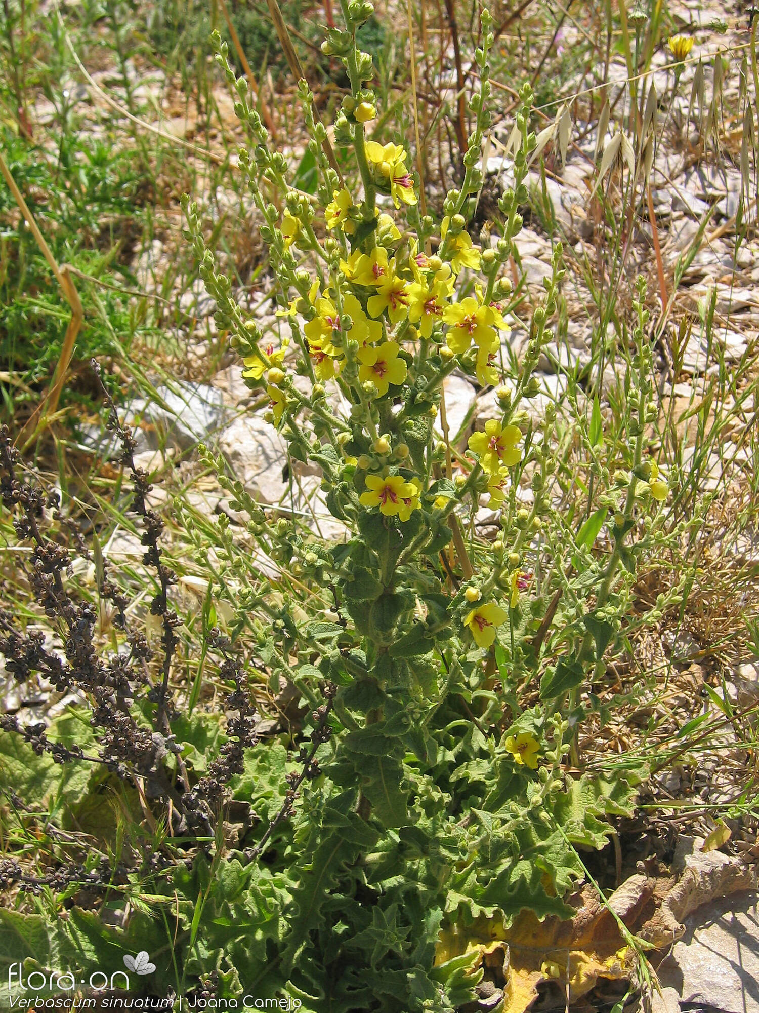 Verbascum sinuatum - Hábito | Joana Camejo; CC BY-NC 4.0
