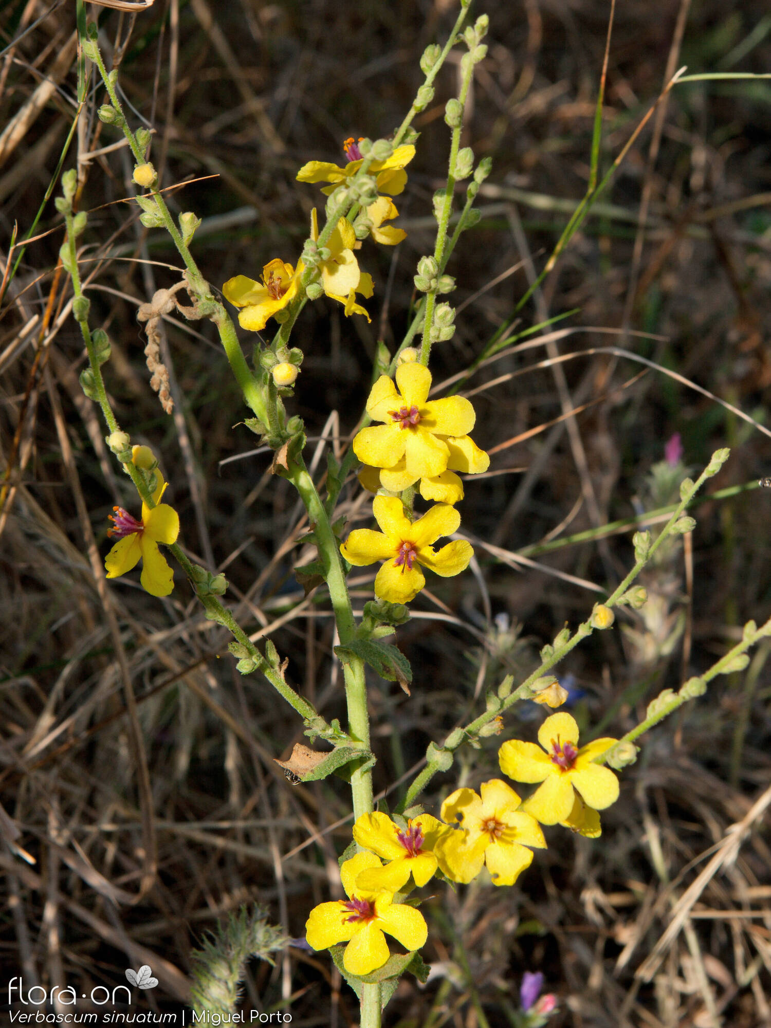 Verbascum sinuatum - Flor (geral) | Miguel Porto; CC BY-NC 4.0