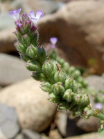 Verbena supina