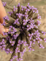Verbenaceae