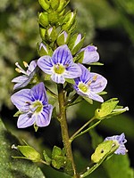 Veronica anagallis-aquatica