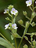 Veronica anagalloides