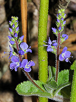 Veronica officinalis