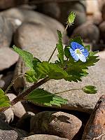Veronica persica