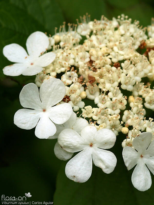 Viburnum opulus