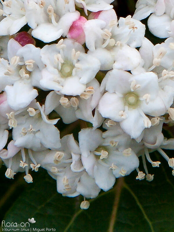 Viburnum tinus - Flor (close-up) | Miguel Porto; CC BY-NC 4.0