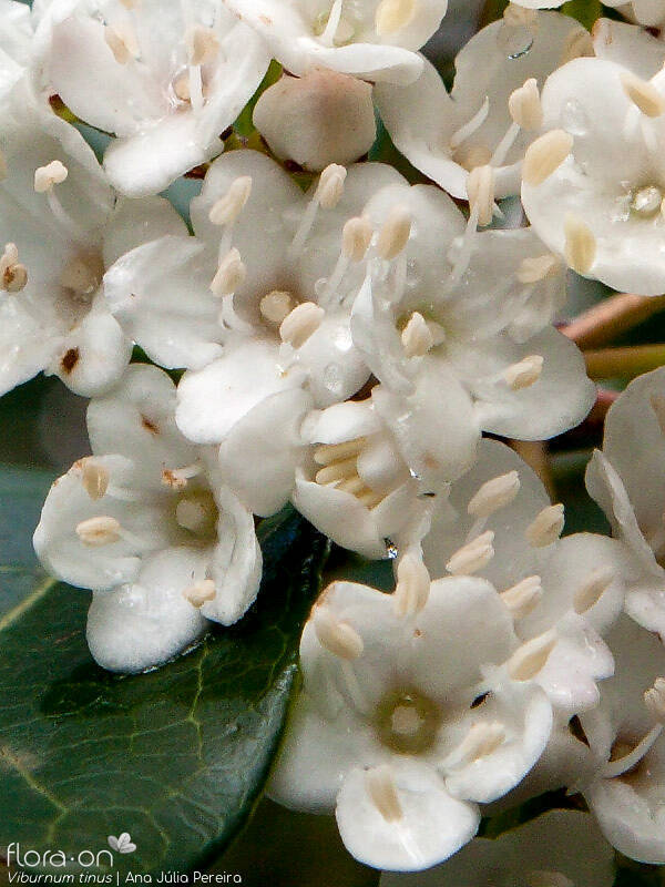 Viburnum tinus - Flor (close-up) | Ana Júlia Pereira; CC BY-NC 4.0