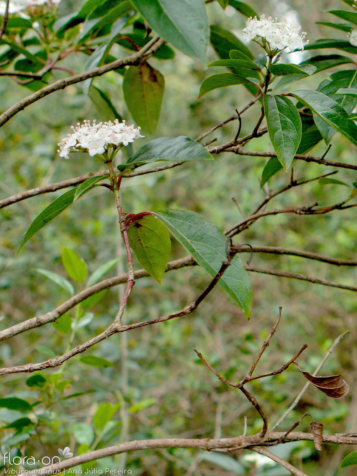 Viburnum tinus - Ramo | Ana Júlia Pereira; CC BY-NC 4.0
