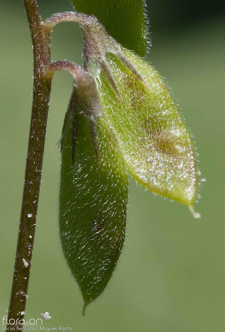 Vicia hirsuta - Fruto | Miguel Porto; CC BY-NC 4.0
