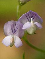 Vicia pubescens