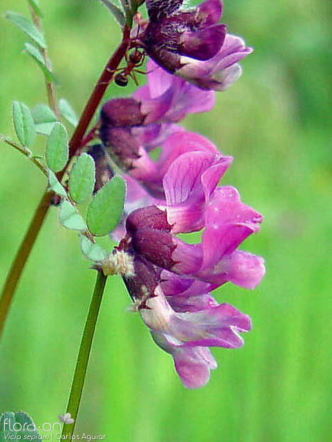 Vicia sepium - Flor (close-up) | Carlos Aguiar; CC BY-NC 4.0