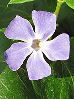 Vinca major
