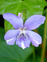 Viola riviniana