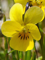 Violaceae