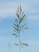 Vulpia geniculata