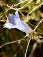 Wahlenbergia hederacea