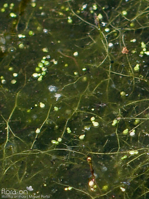 Wolffia arrhiza - Hábito | Miguel Porto; CC BY-NC 4.0