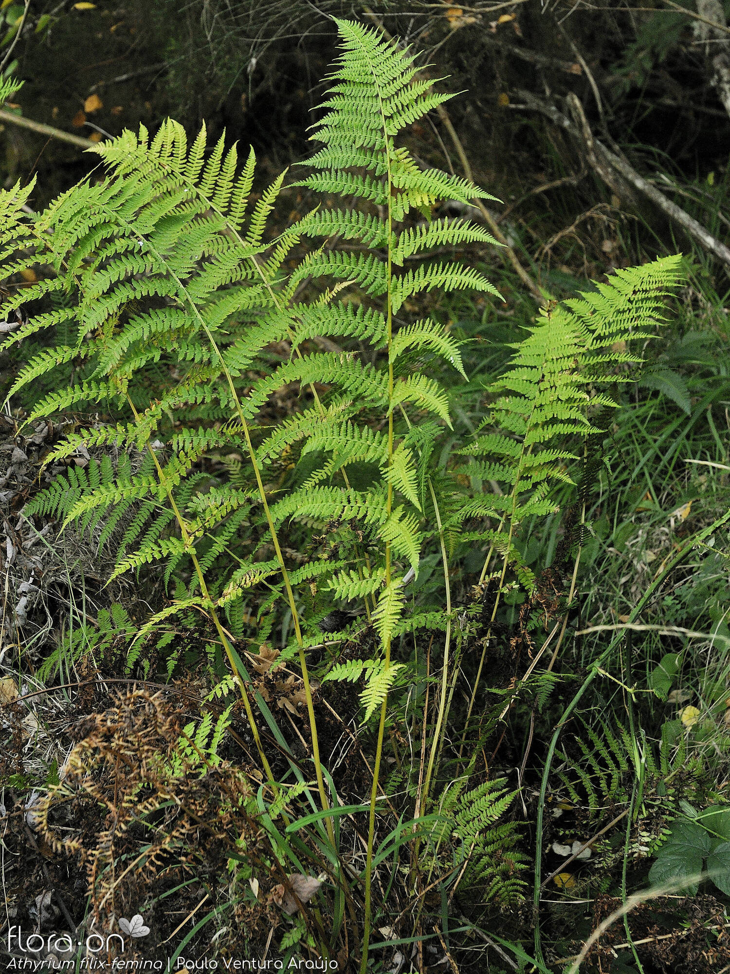 Woodsiaceae