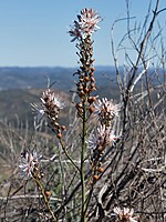 Xanthorrhoeaceae