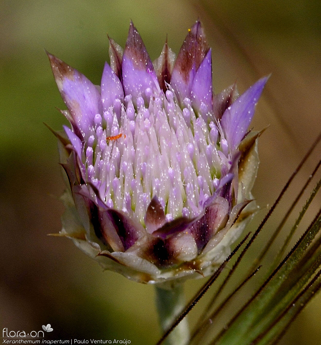 Xeranthemum inapertum - Flor (close-up) | Paulo Ventura Araújo; CC BY-NC 4.0