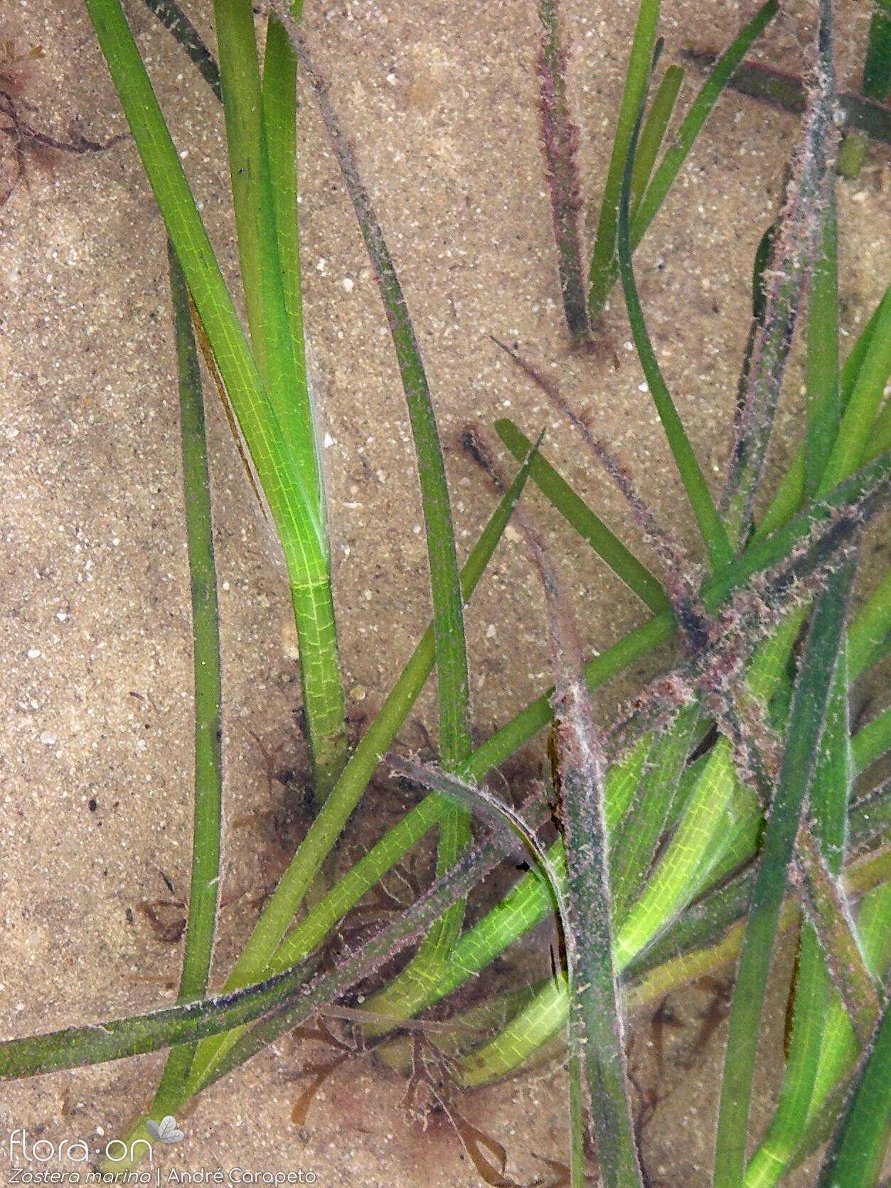 Zosteraceae