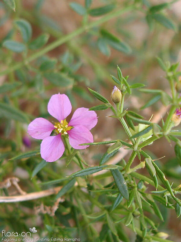 Zygophyllaceae