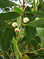 Acacia melanoxylon