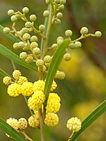 Acacia retinodes