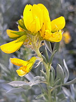 Adenocarpus argyrophyllus