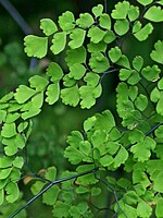 Adiantum raddianum
