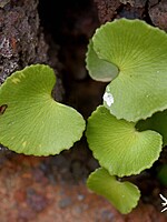 Adiantum reniforme