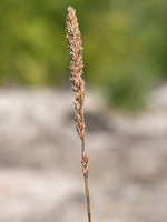 Agrostis juressi