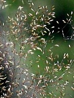 Agrostis obtusissima