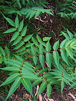 Ailanthus altissima