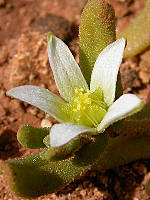 Aizoon hispanicum