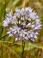 Allium schmitzii