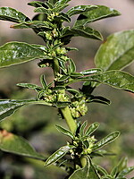 Amaranthus blitoides