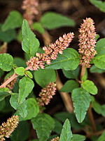 Amaranthus deflexus