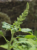 Amaranthus retroflexus