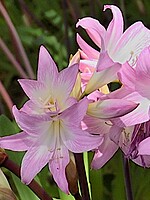 Amaryllis belladonna