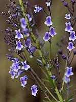 Anarrhinum longipedicellatum