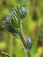 Anchusa puechii